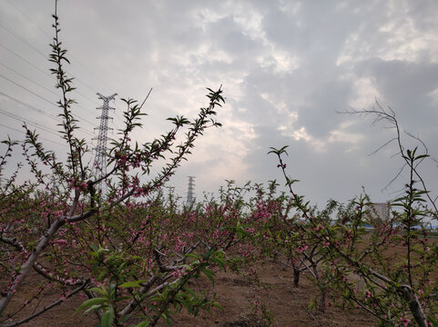 桃花园