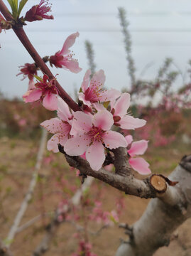 桃花