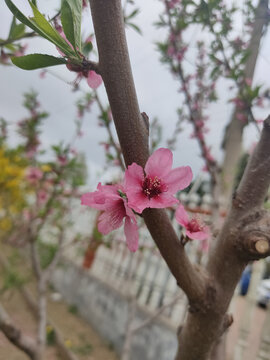 海棠花开