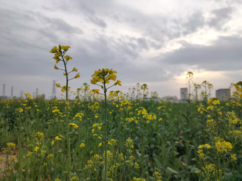 油菜花