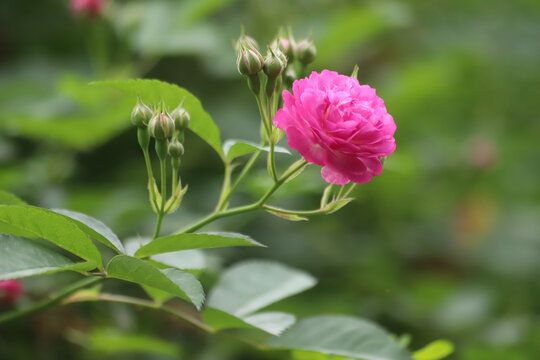 花蕊