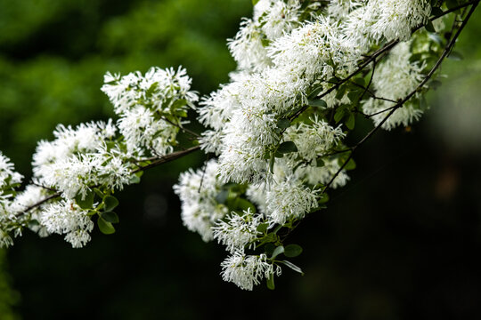 流苏花