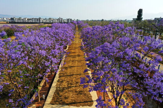 蓝花楹小道