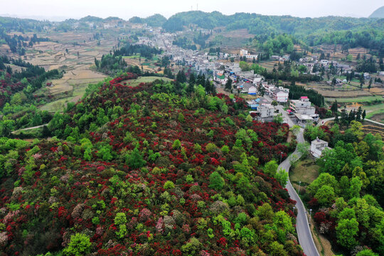 百里杜鹃风光