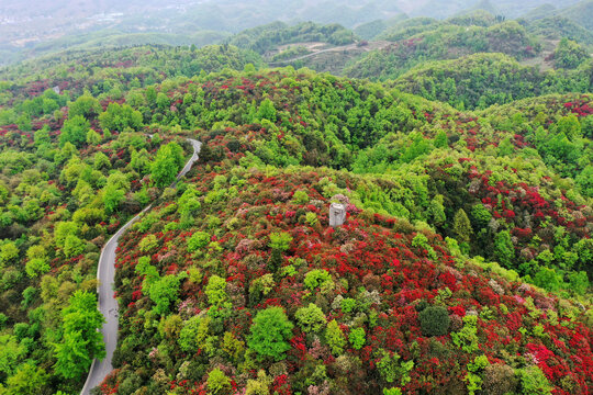 百里杜鹃风光