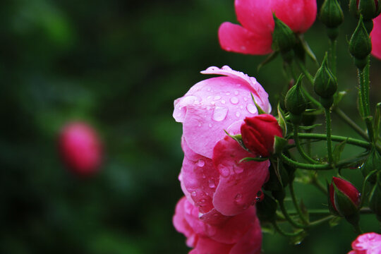 蔷薇花盛开谷雨中