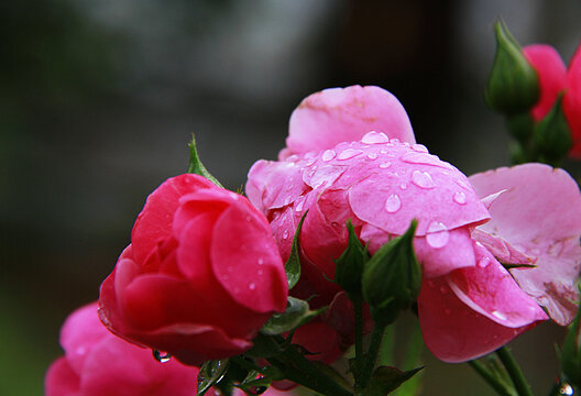 谷雨时节蔷薇花