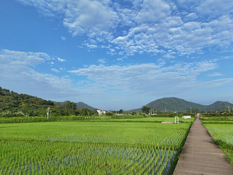 稻田木栈道