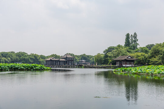 曲院风荷水塘