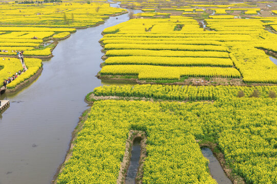 兴化千垛油菜花田