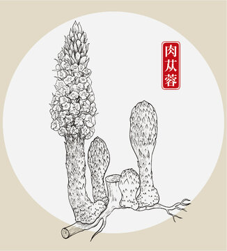 肉苁蓉插画手绘