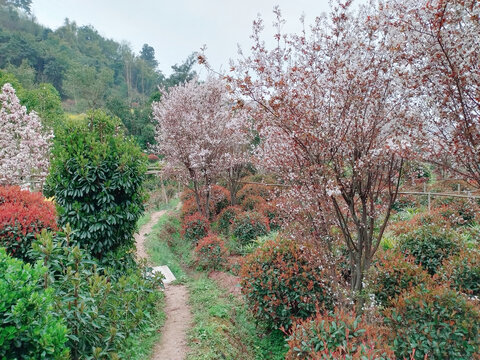 樱花小路