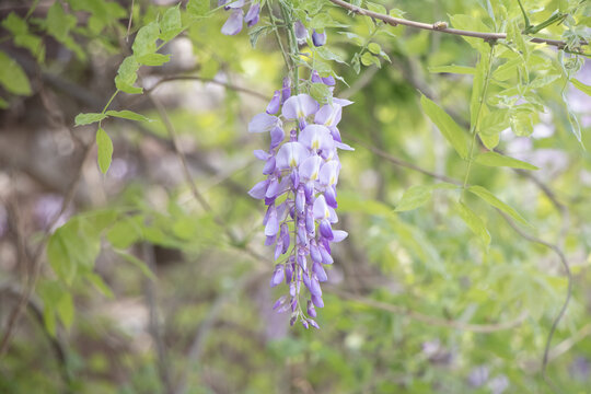 紫藤萝开花