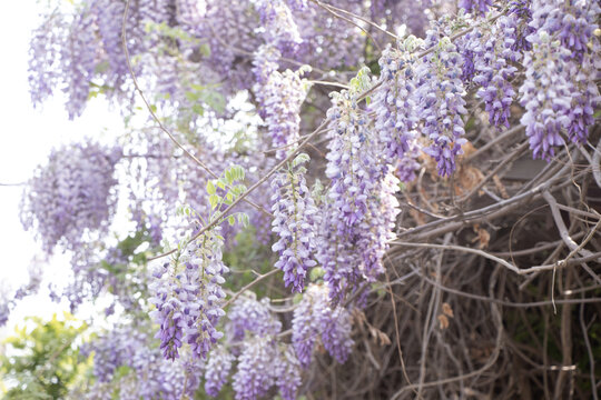 紫藤萝花瀑布
