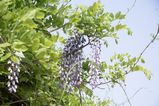 紫藤萝花枝