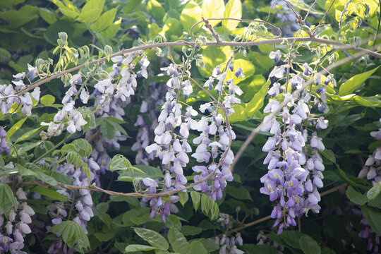 紫藤萝花树