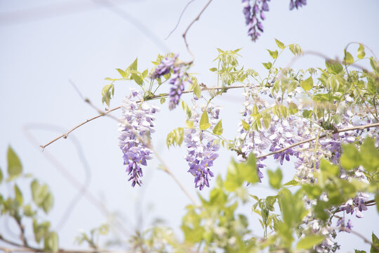 紫藤萝花