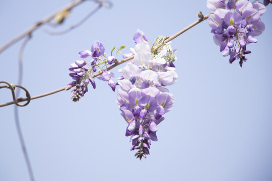 紫藤萝花枝杈