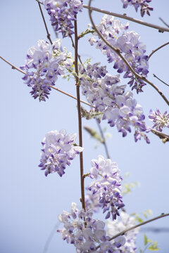 紫藤萝花枝