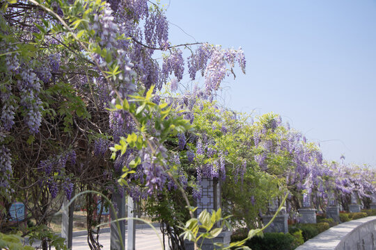 紫藤萝花树