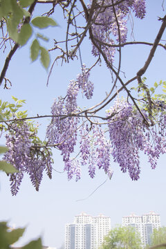 紫藤萝树