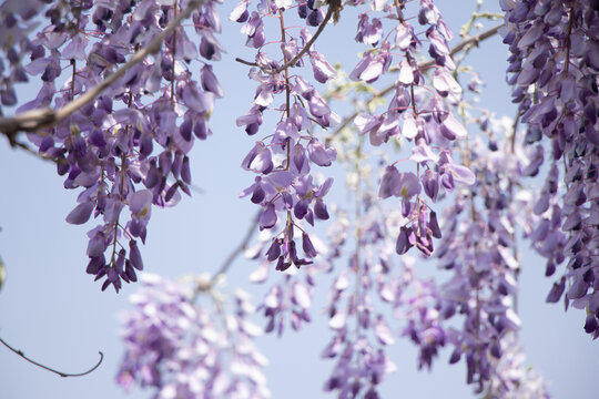 紫藤萝花丛