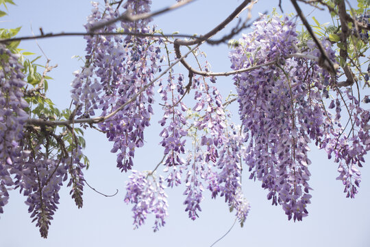 紫藤萝花树
