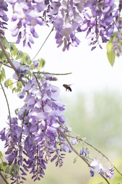 紫藤萝蜜蜂