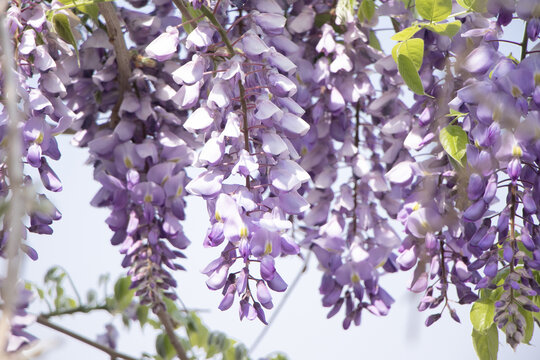 紫藤萝花簇