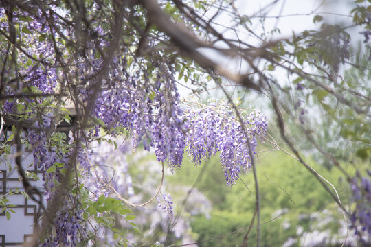 紫藤萝花