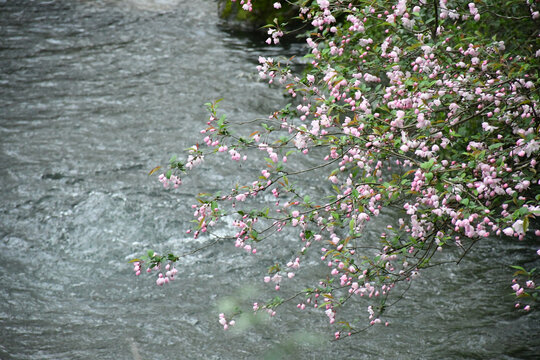 海棠花