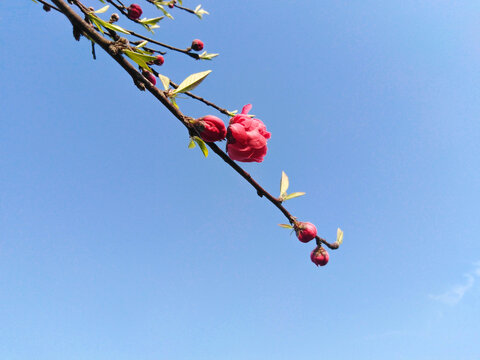 桃花花枝