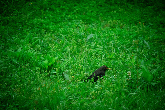 草地上的乌鸦