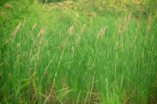 沼泽芦苇