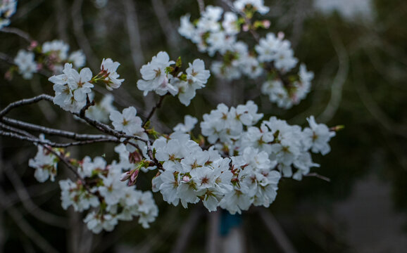 樱花