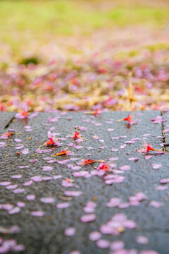 落在地上的樱花花瓣