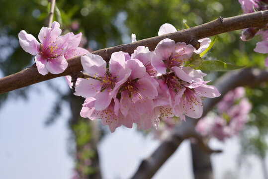 桃花