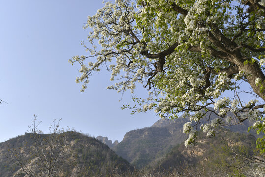 梨花