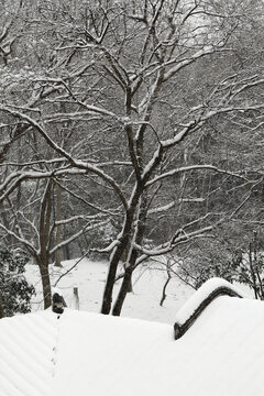 雪压枝头