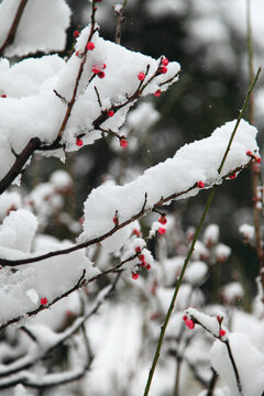 雪中的梅花