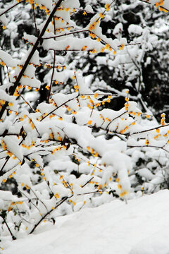 傲雪寒梅