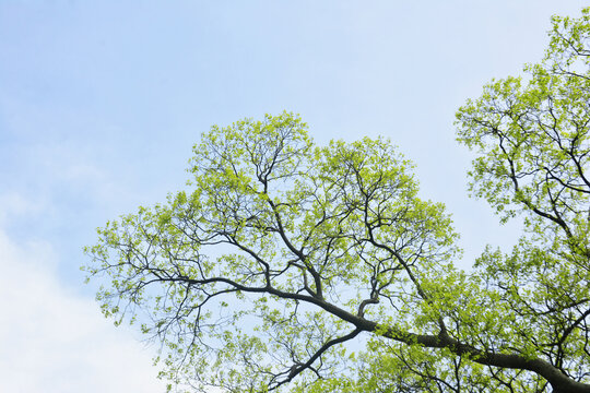 树枝与天空