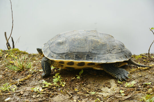 春天爬上岸的花龟