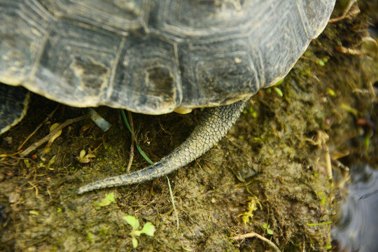 花龟的尾巴