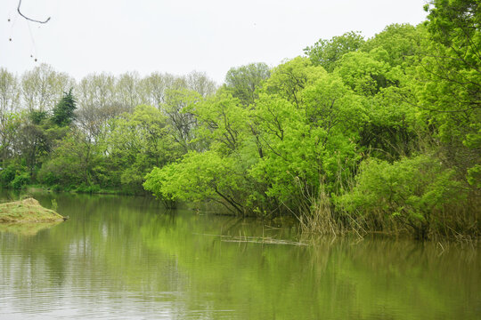 湖泊绿树