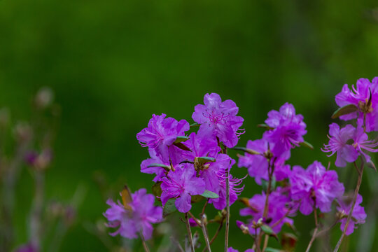 杜鹃花