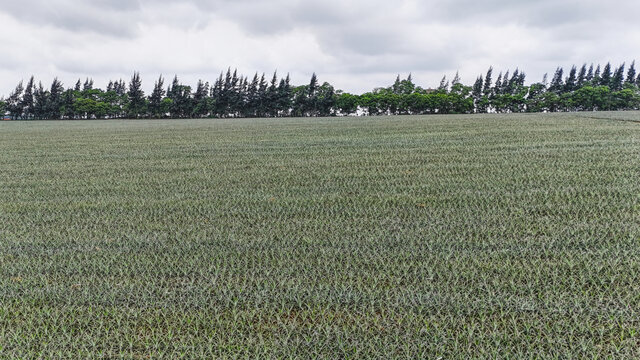 菠萝种植基地