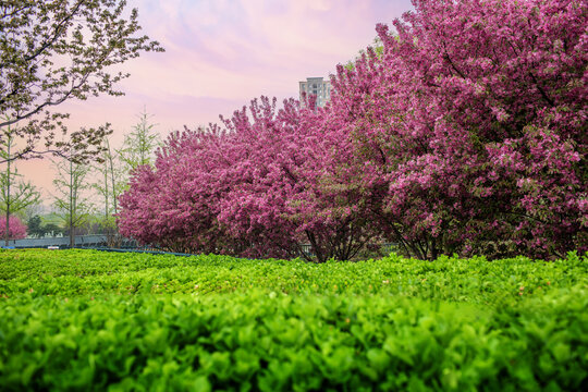 樱花景观