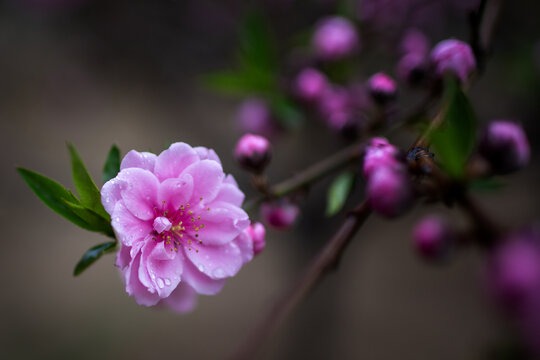 桃花