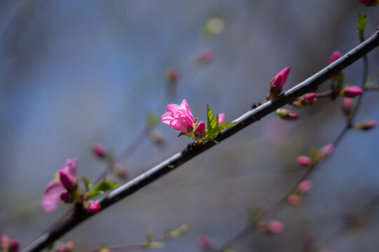 花卉